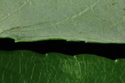 Salix myricoides. Upper (bottom) and lower leaf surfaces.
 Image: D. Glenny © Landcare Research 2020 CC BY 4.0